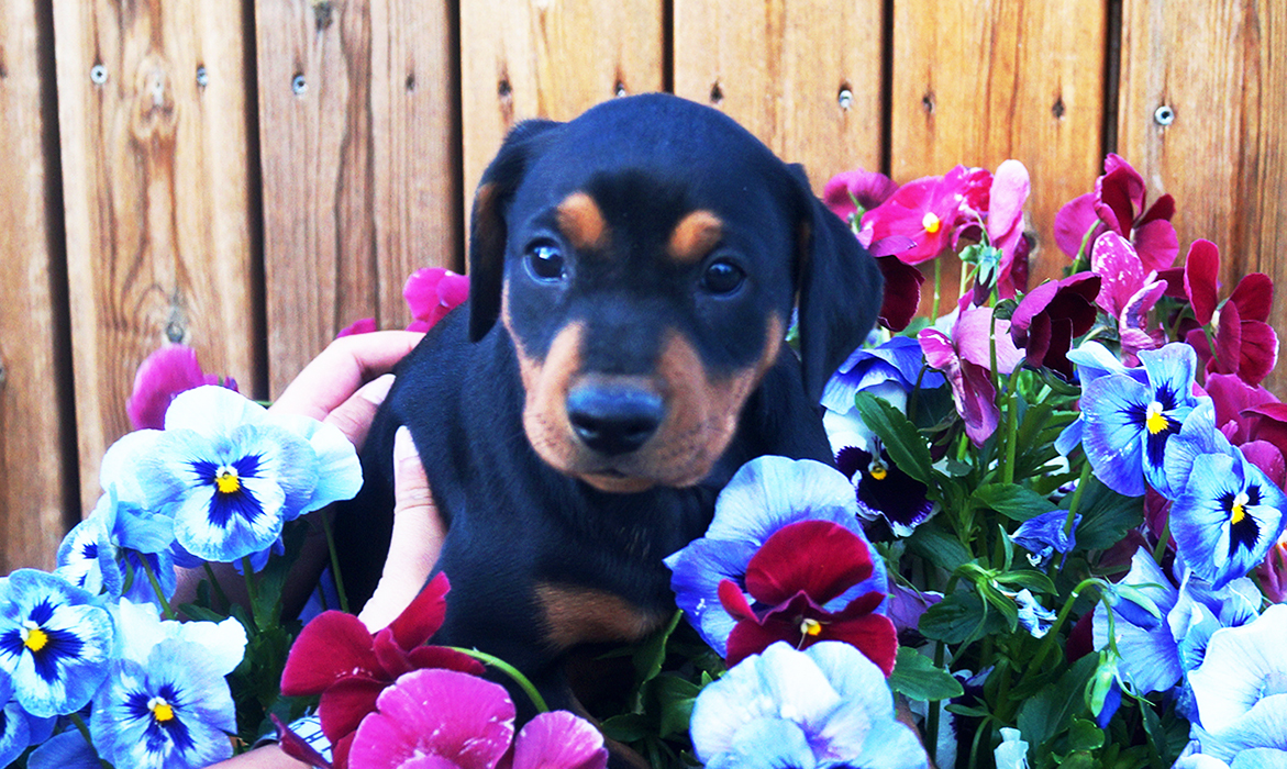 Pinscher * Xélanc Kindly King 6 veckor
